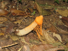 Phallus cinnabarinus