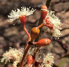 Eucalyptus phenax
