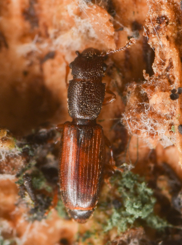 Hesperobaenus abbreviatus photo 5