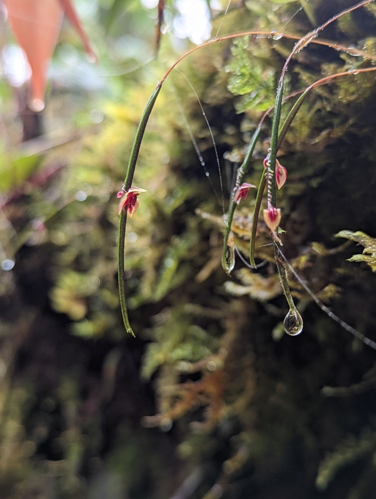 Lepanthes aciculifolia