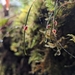 Lepanthes aciculifolia - Photo (c) My-Lan Le, some rights reserved (CC BY), uploaded by My-Lan Le