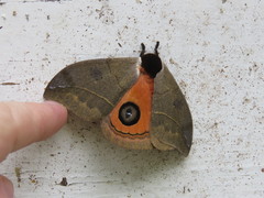 Automeris zurobara