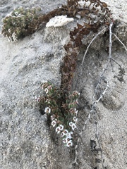 Euphorbia leucophylla