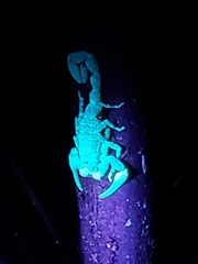 Centruroides margaritatus