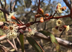 Eucalyptus phenax