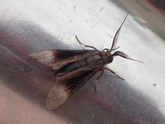 Anycles anthracina