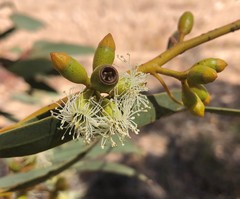 Eucalyptus phenax