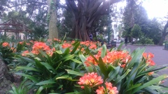 Clivia miniata miniata