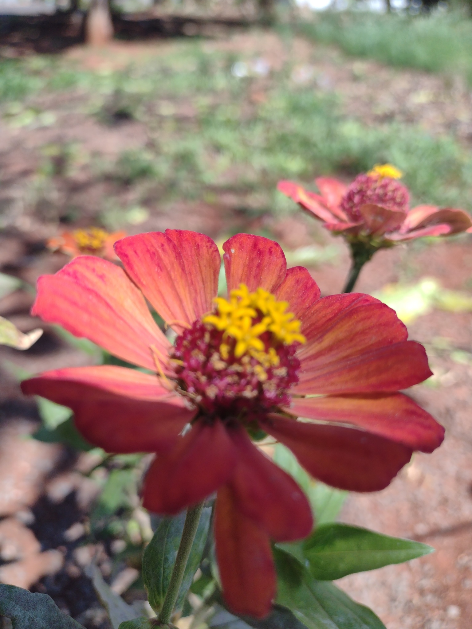Zinnia elegans