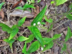 Spigelia humboldtiana