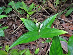 Spigelia humboldtiana