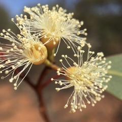 Eucalyptus socialis