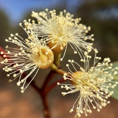 Eucalyptus socialis