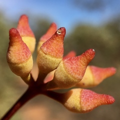 Eucalyptus socialis