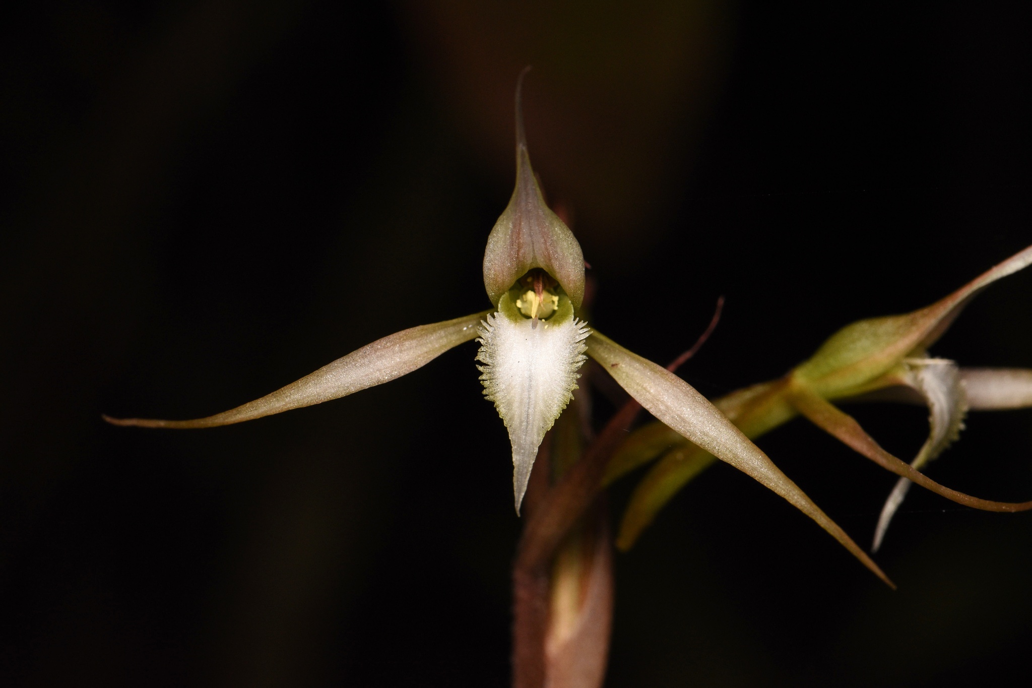 Eltroplectris calcarata