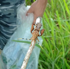 Spathophora