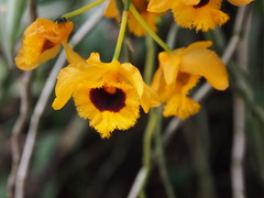 Dendrobium fimbriatum