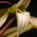 Cranichideae - Photo (c) Aidan Campos, alguns direitos reservados (CC BY-NC), uploaded by Aidan Campos