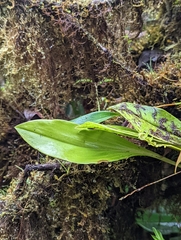Scaphosepalum