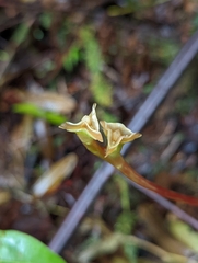 Bertolonieae