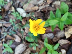 Melampodium longipilum