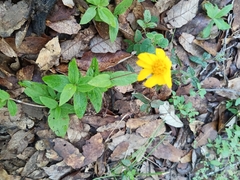 Melampodium longipilum