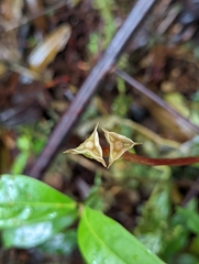 Bertolonieae