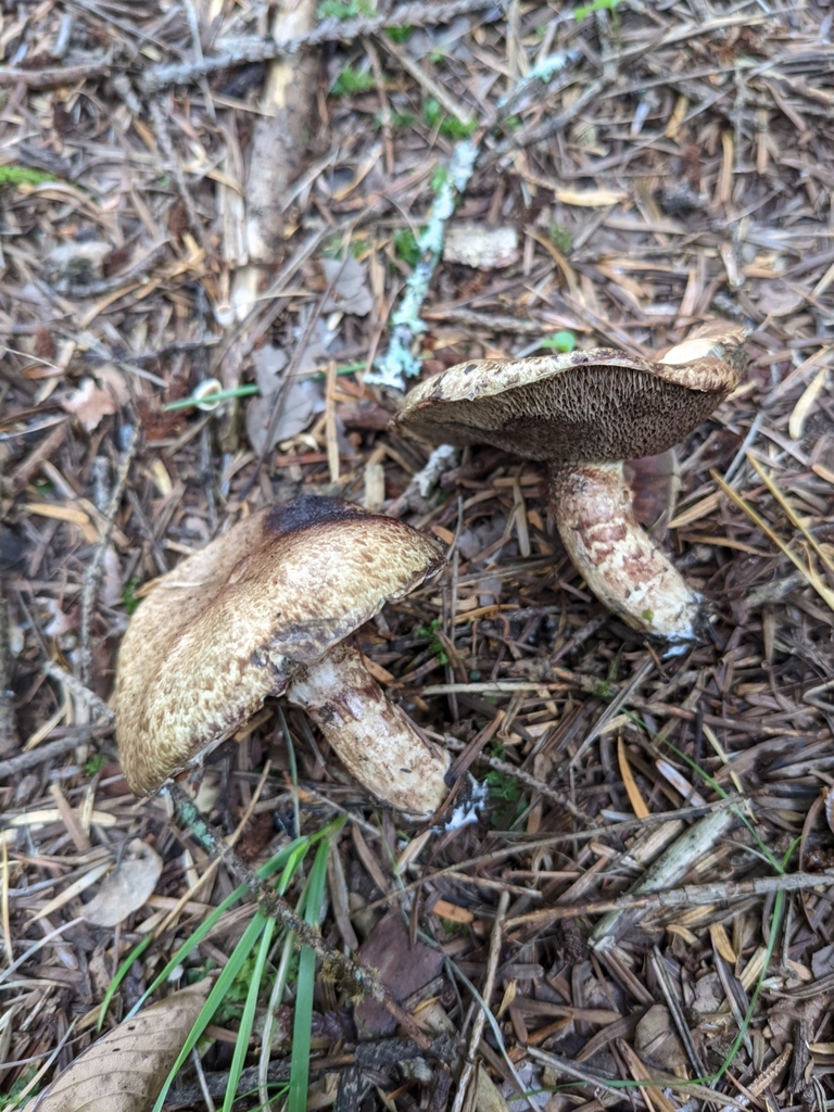 Suillus viscidus · September 2021 · photo: © atsushi_nakajima_cirque (iNaturalist, cc-by)