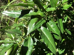 Ehretia saligna membranifolia