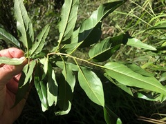 Ehretia saligna membranifolia