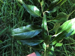 Ehretia saligna membranifolia