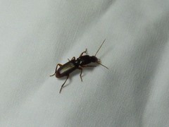 Stenomorphus