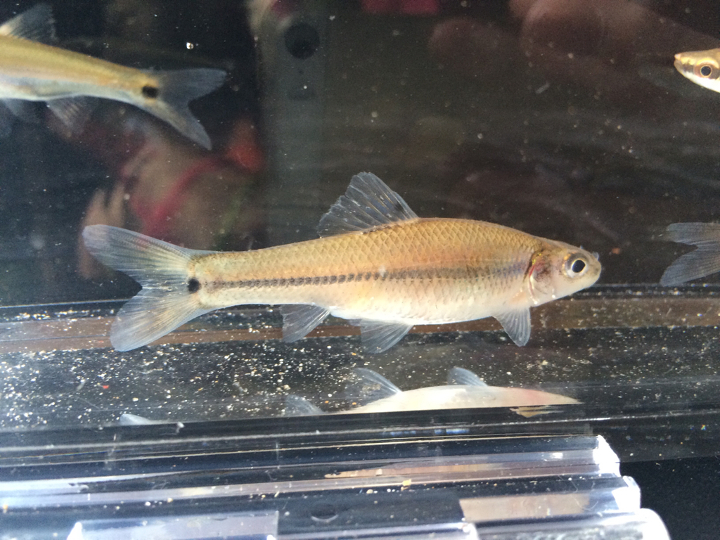Bullhead Minnow (A guide to the fishes of Austin and Travis County, TX;  USA) · iNaturalist