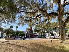 Tillandsia usneoides