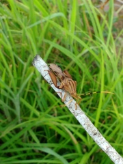 Spathophora