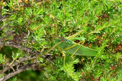 Terpandrus endota