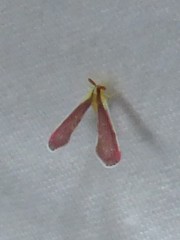 Anotia firebugia