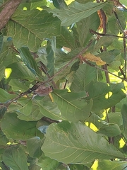 Picumnus temminckii