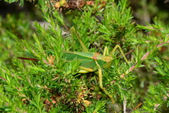 Terpandrus endota