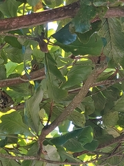 Picumnus temminckii