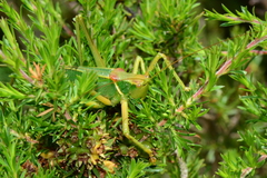 Terpandrus endota