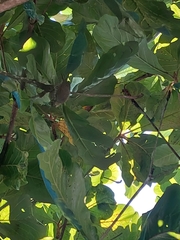 Picumnus temminckii