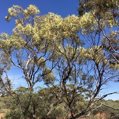 Eucalyptus dumosa