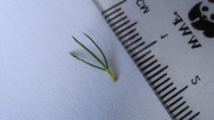 Cliffortia filifolia