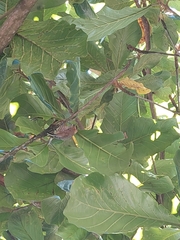 Picumnus temminckii