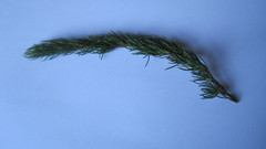 Cliffortia filifolia