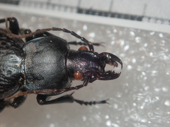 Carabus chevrolati