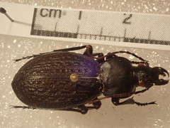 Carabus chevrolati