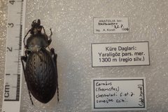 Carabus chevrolati