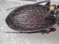 Carabus chevrolati